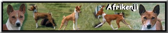 Afrikenji Basenjis Australia