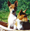Pups in basket