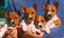 Puppies