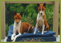 Male and female Basenji