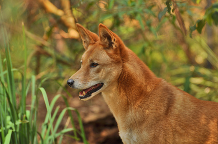 An Australian native Dingo
