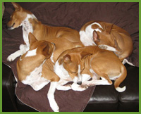 sleeping puppies