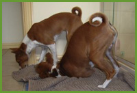 Basenjis Towel drying themselves