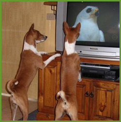 Mali and Jinja watching T.V