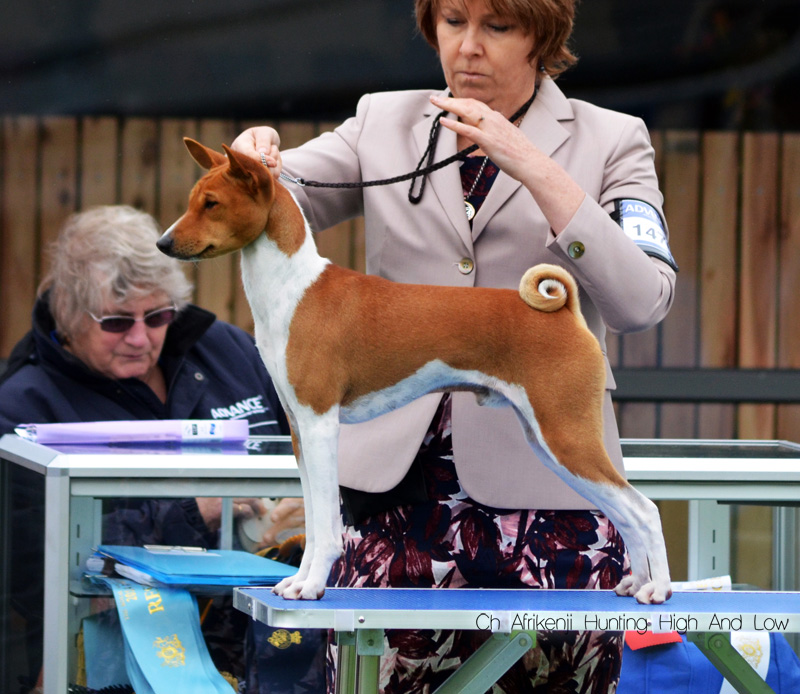 BOB and RUBOB Basenjis at the 2013 Royal Melbourne Show