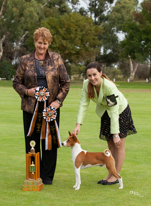 Cooper winning RUNNER UP BEST EXHIBIT IN SHOW Hound Show 2013